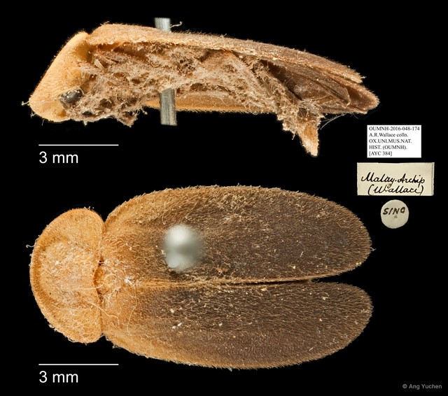 Pyrocoelia fumigata