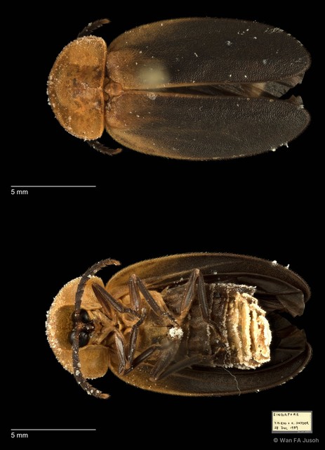 Pyrocoelia fumigata