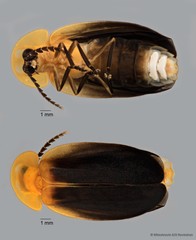 Pyrocoelia fumigata • © Miteshravin S/O Ravindran • All Rights Reserved
