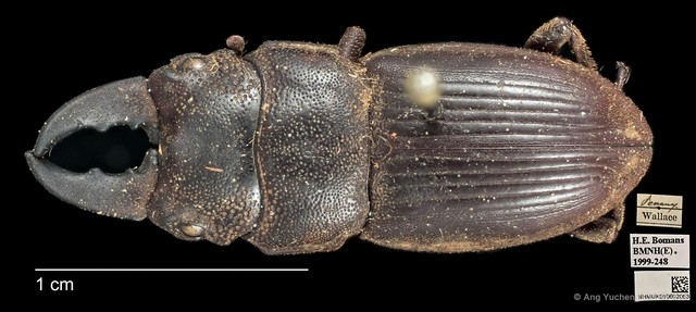 Aegus acuminatus • © Ang Yuchen • CC BY 4.0