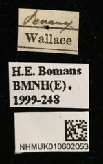 Aegus acuminatus • All Rights Reserved Museum Label