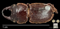 Aegus amictus • © Ang Yuchen • CC BY 4.0