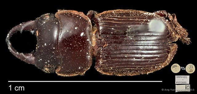 Aegus amictus • © Ang Yuchen • CC BY 4.0