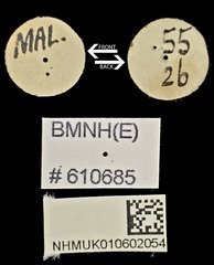 Aegus amictus • All Rights Reserved Museum Label
