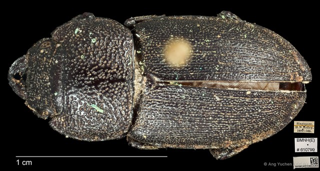 Aegus chelifer • © Ang Yuchen • CC BY 4.0