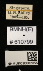 Aegus chelifer • All Rights Reserved Museum Label