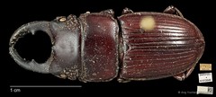 Aegus chelifer • © Ang Yuchen • CC BY 4.0