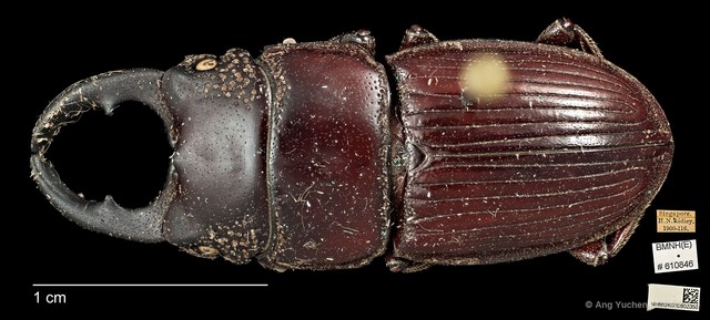 Aegus chelifer