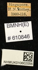 Aegus chelifer • All Rights Reserved Museum Label