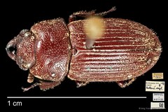 Aegus helleri • © Ang Yuchen • CC BY 4.0