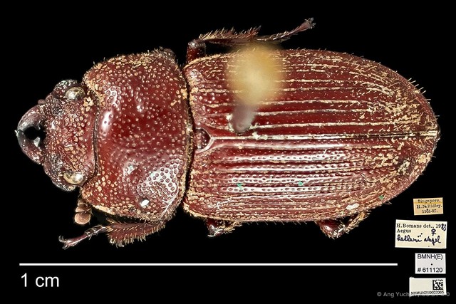 Aegus helleri • © Ang Yuchen • CC BY 4.0