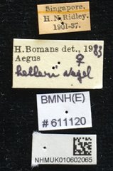 Aegus helleri • All Rights Reserved Museum Label