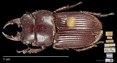 Aegus helleri • © Ang Yuchen • CC BY 4.0
