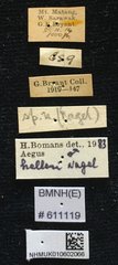 Aegus helleri • All Rights Reserved Museum Label