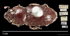 Aegus lunatus • © Ang Yuchen • CC BY 4.0