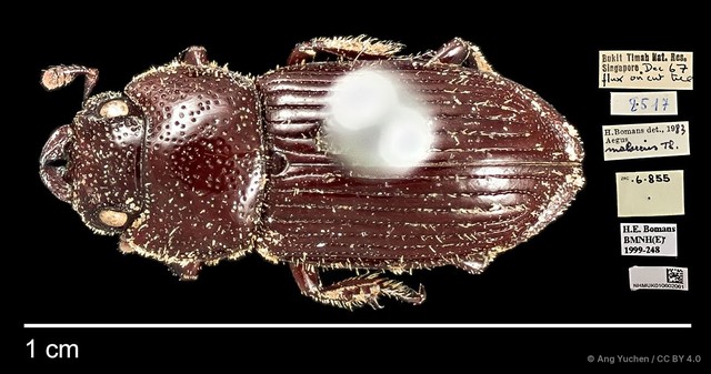 Aegus lunatus • © Ang Yuchen • CC BY 4.0