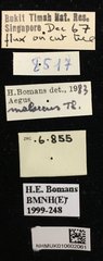 Aegus lunatus • All Rights Reserved Museum Label