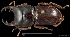 Aegus lunatus • © Ang Yuchen • CC BY 4.0