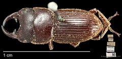 Aegus lunatus • © Ang Yuchen • CC BY 4.0