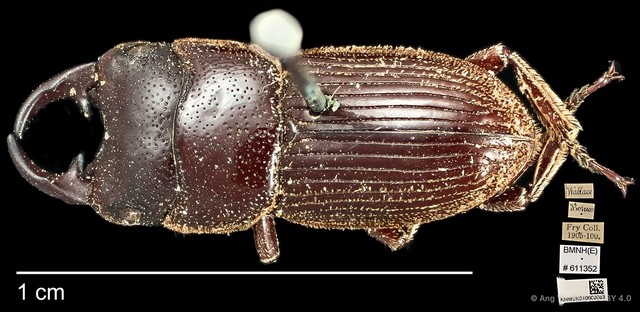 Aegus lunatus