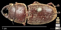 Aegus lunatus • © Ang Yuchen • CC BY 4.0