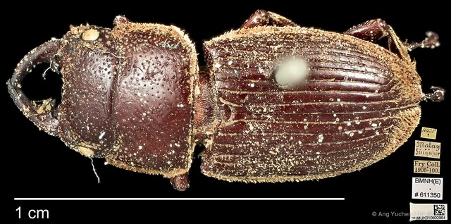 Aegus lunatus