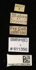 Aegus lunatus • All Rights Reserved Museum Label