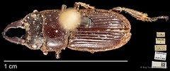 Aegus myrmidon • © Ang Yuchen • CC BY 4.0