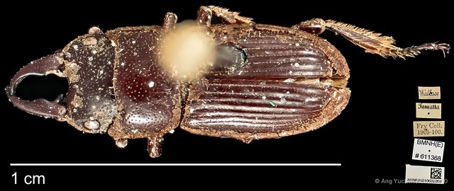 Aegus myrmidon • © Ang Yuchen • CC BY 4.0