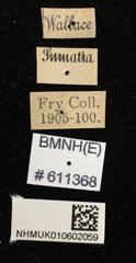 Aegus myrmidon • All Rights Reserved Museum Label