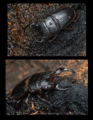 Aegus parallelus • © Kenneth Chin • All Rights Reserved