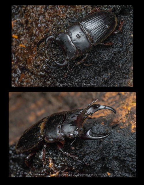 Aegus parallelus • © Kenneth Chin • All Rights Reserved