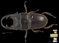 Aegus parallelus • © Ang Yuchen • CC BY 4.0