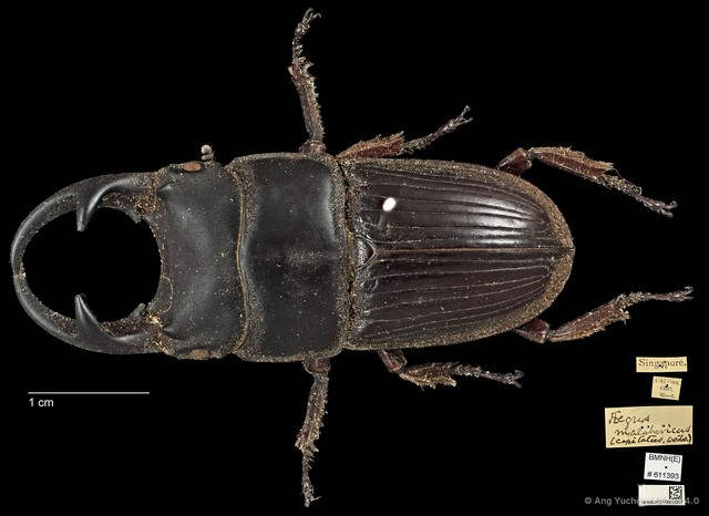 Aegus parallelus