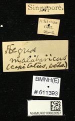 Aegus parallelus • All Rights Reserved Museum Label
