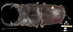 Aegus parallelus • © Ang Yuchen • CC BY 4.0