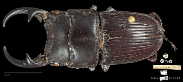 Aegus parallelus