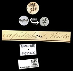 Aegus parallelus • All Rights Reserved Museum Label