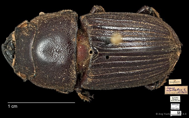 Aegus parallelus