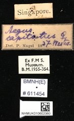 Aegus parallelus • All Rights Reserved Museum Label