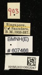 Figulus confusus • All Rights Reserved Museum Label