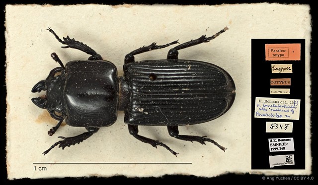 Figulus confusus