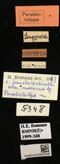 Figulus confusus • All Rights Reserved Museum Label