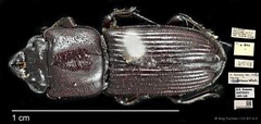 Figulus confusus • © Ang Yuchen • CC BY 4.0