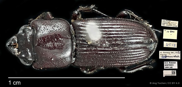 Figulus confusus