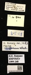 Figulus confusus • All Rights Reserved Museum Label