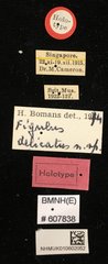Figulus delicatus • All Rights Reserved Museum Label