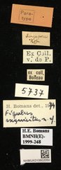 Figulus exquisitus • All Rights Reserved Museum Label