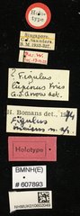 Figulus incisus • All Rights Reserved Museum Label