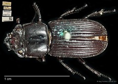 Nigidius cornutus • © Ang Yuchen • CC BY 4.0